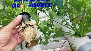 Bagi anda yang ingin menyemai sendiri, berikut langkahnya. Seledri Hidroponik Youtube