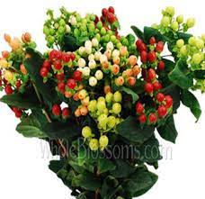 Roses, hydrangea, spray roses and hypericum berries may for a beautiful combination. Hypericum Berries Flowers For Sale Wholesale Hypericum Berries