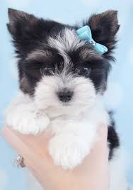 Here at teacups, puppies and boutique, we've been specializing in tiny teacup biewer yorkie terriers for sale in south florida since 1999! Biewer Yorkie 304 Jpg 1000 1424 Biewer Yorkie Terrier Puppies Yorkie Puppy For Sale