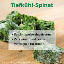 Durfen Hunde Spinat Essen Roh Gekocht Oder Tk Rahmspinat Gemuse Fur Hunde Hunde Ernahrung Rahmspinat