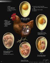 How Did The Egg Get Fertilized Raising Chickens Chicken Breeds Chickens Backyard