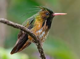 Image result for Commicarpus helenae