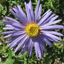 Image result for Aster