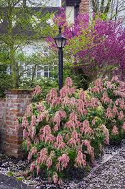 Image result for Pieris
