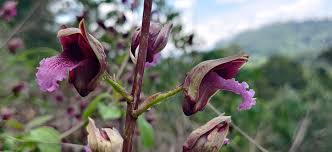 Image result for Eulophia norlindhii