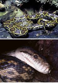 Subspecies morelia spilota spilota and has a more restricted geographic range. Morelia An Overview Sciencedirect Topics