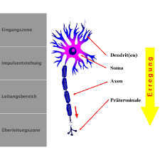 Als axon wird ein spezieller nervenfortsatz bezeichnet, der nervenimpulse von einer nervenzelle an ein zielorgan wie drüse oder muskel überträgt oder an eine weitere nervenzelle. 01 Neurozytologie