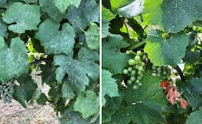 Biotalys expects to secure u.s. We Need To Focus On A Sustainable Crop Protection Solution For Everyone