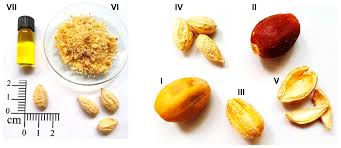 Image result for Balanites