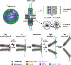 Image result for Meiosperma