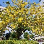 Image result for Cassia sieberiana