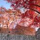 Tsuyama Castle Maple Festival event image