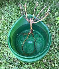 Transplanting the rose bush when it is still dormant causes less stress and shock to the plant, which helps to make sure that it will survive. How To Plant Roses Planting Bare Root Roses And Shrub Roses