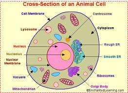 Check spelling or type a new query. Animal And Plant Cells Flashcards Quizlet