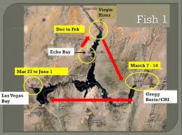 here fishy fishy lake mead national recreation area