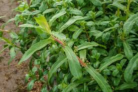 Image result for Nesaea