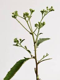 Image result for Blumea