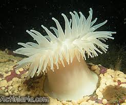 Image result for Actinanthella