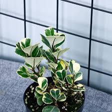 Image result for Ficus triangularis