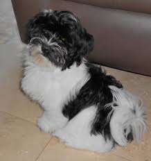I occasionally have pet havanese puppies available. Jangle Havanese Havanese Puppies Florida
