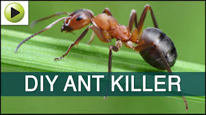 If you only have tea tree or peppermint essential oil you can use them solo. Homemade Ant Killer Youtube