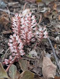 Image result for Pachycarpus spurius