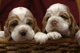 Black And White Cocker Spaniel Puppy For Sale Zim Family Cocker Spaniel Puppies Cocker Spaniel Puppies Spaniel Puppies Puppies