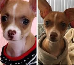 Chihuahua Skin Color Change Fur Color Change