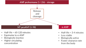 Physiological Actions Of Natriuretic Peptides Alpco