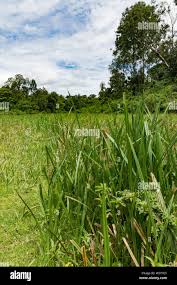 Image result for Cyperus latifolius