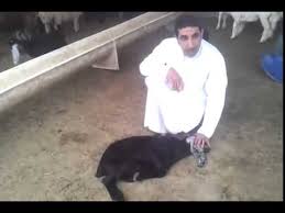 طريقة الذبح الاسلامية الصحيحة Youtube