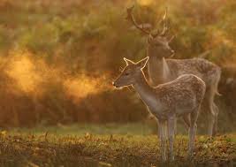 3 Palette Composition Light Everything Animals Beautiful Animals Cute Animals