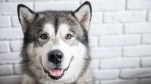 Check spelling or type a new query. Giant Alaskan Malamute Does This Breed Exist All Things Dogs All Things Dogs