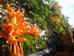 Orange flowers are known to suggest feelings of enthusiasm and excitement for what lies ahead. Orange Flame Vine Kai Gardenskai Gardens