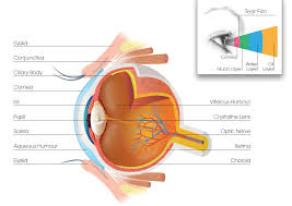 Image result for Retinal Anatomy
