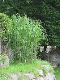 Miscanthus × giganteus, also known as the giant miscanthus, is a sterile hybrid of miscanthus sinensis and miscanthus sacchariflorus. Planning And Planting A Jumbo Grass Hedge Jumbograshecke Com