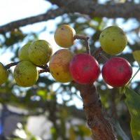 Image result for Ekebergia