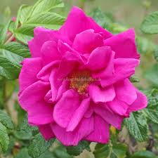 Image result for Stolzia kalkhof-roseae