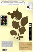 Image result for Actinidiaceae