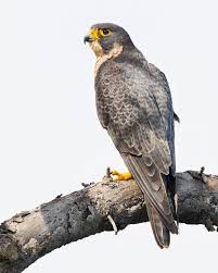 Birds Of Prey Pictures And Names Birds Name With Picture Photography By Boe Baty Birds Bird Photography Beautiful Birds