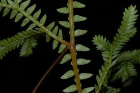 Image result for Selaginellaceae