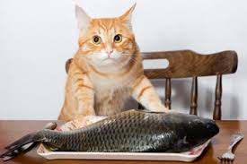 However, cats can benefit from eating small amounts. Ethoxyquin Mercury And Pcbs Is Feeding Fish Safe For Cats