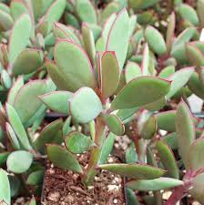 Image result for Senecio forbesii