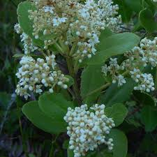 Image result for Olea capensis