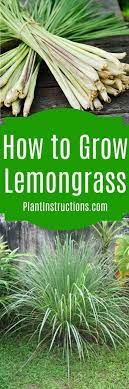 How To Grow Lemongrass Grow Lemongrass Lemongrass Plant Lemon Grass