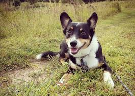 Maybe you would like to learn more about one of these? 27 Best Australian Shepherd Mixes Mixed Aussies