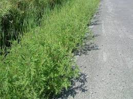 Legea Privind Combaterea Ambroziei Incepe Sa Fie Pusa In Aplicare
