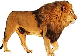 Lion Hd Png Pluspng Lion With No Background Transparent Cartoon Jing Fm By downloading lion roaring transparent png you agree with our terms of use. lion hd png pluspng lion with no