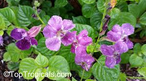 Image result for Asystasia