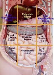 Abdomen Medical School Studying Medical Coding Nursing School